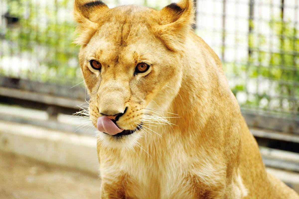 🦁 키류가오카 동물원